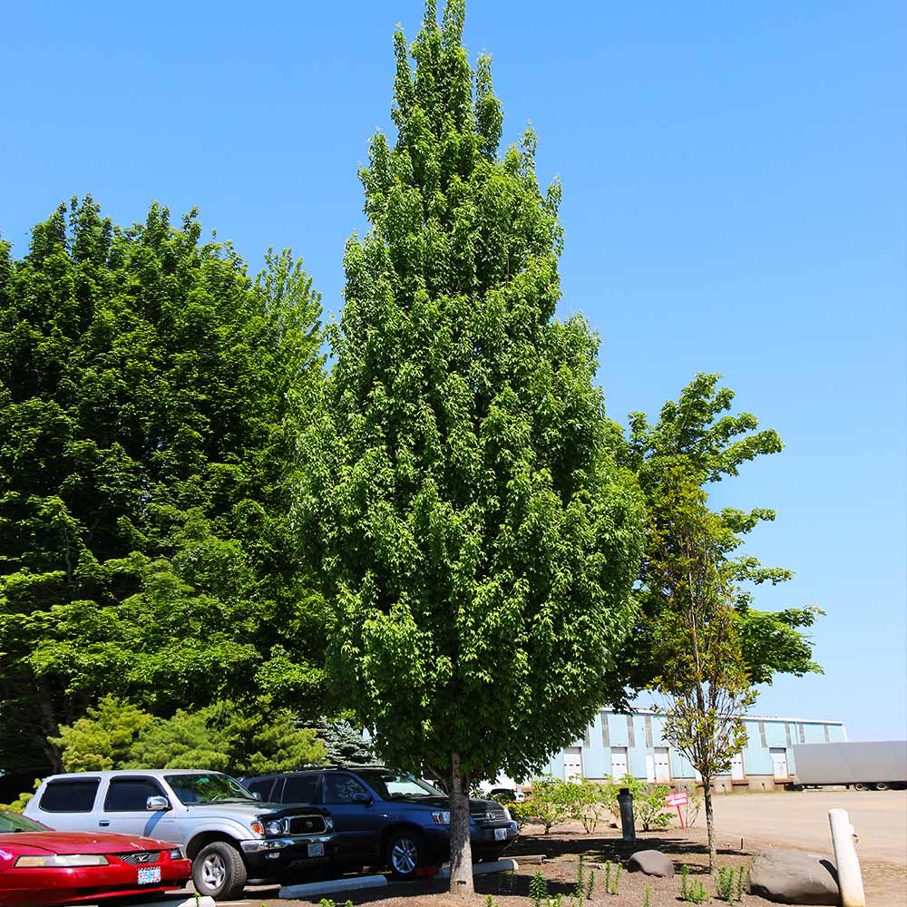 Armstrong Gold® Maple Tree 3 Armstrong Gold® Maple Tree