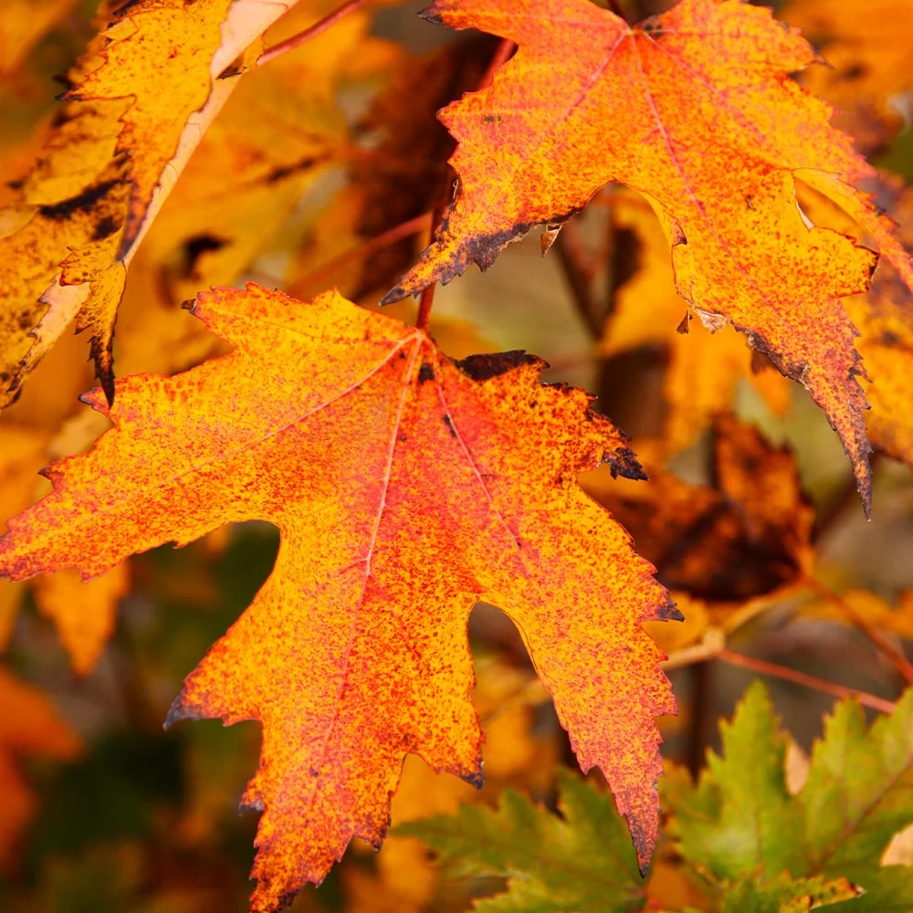 Armstrong Gold® Maple Tree 4 Armstrong Gold® Maple Tree