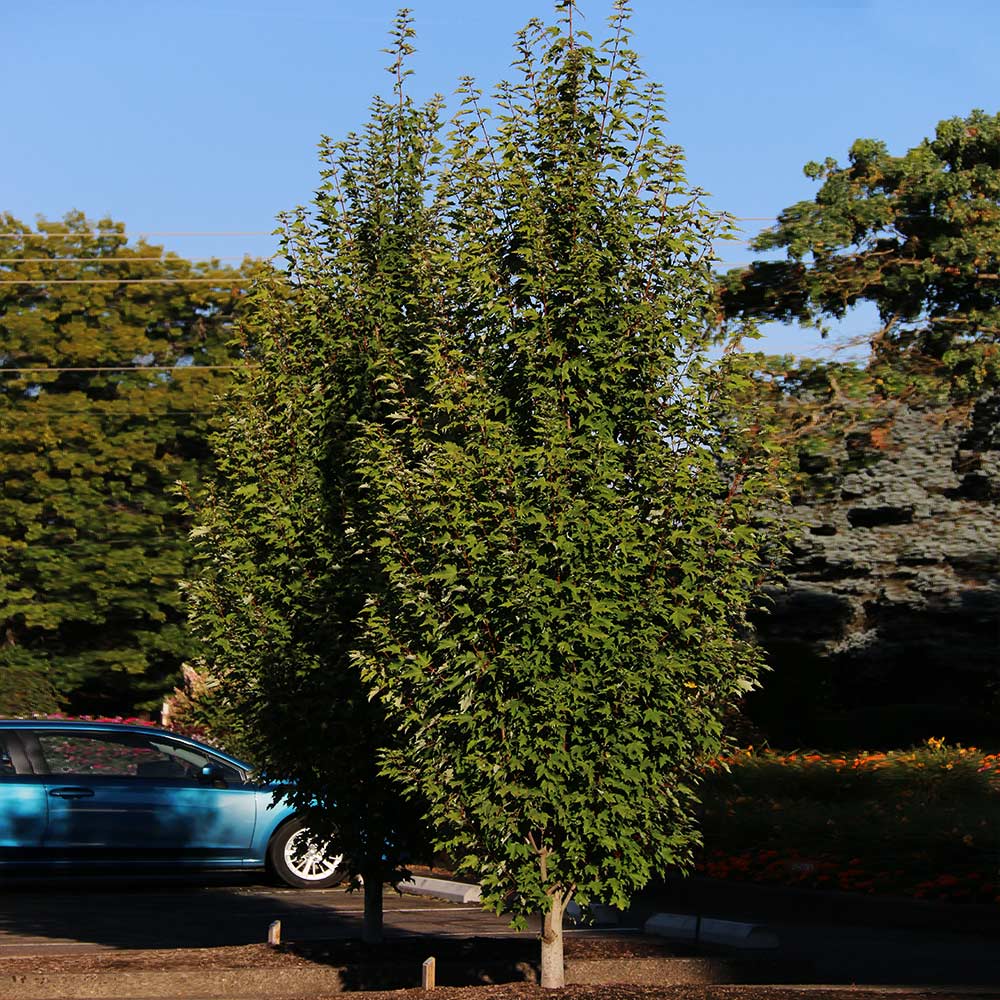 Armstrong Gold® Maple Tree 5 Armstrong Gold® Maple Tree