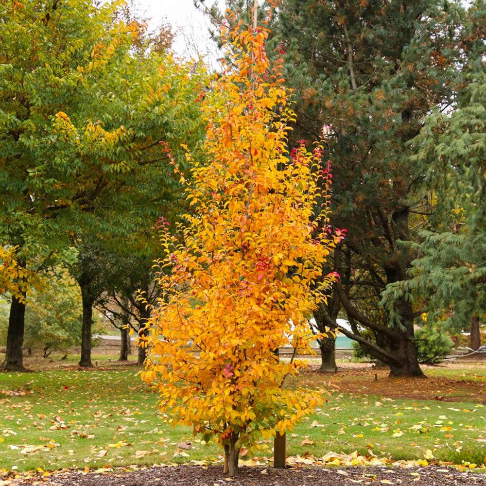 Persian Spire™ Parrotia Tree