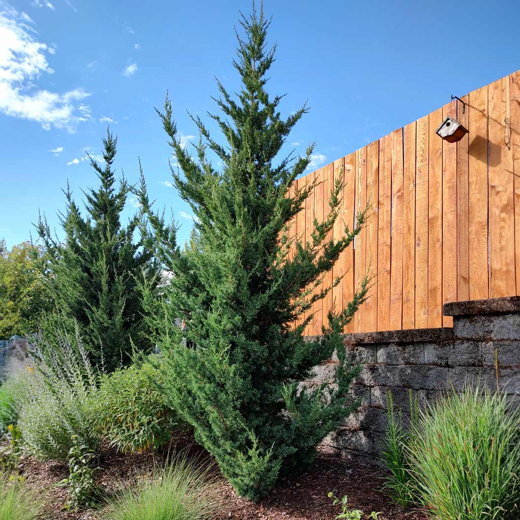 Trautman Juniper Tree