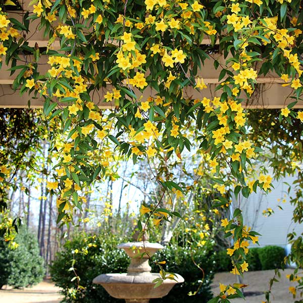 Carolina Jasmine Vine