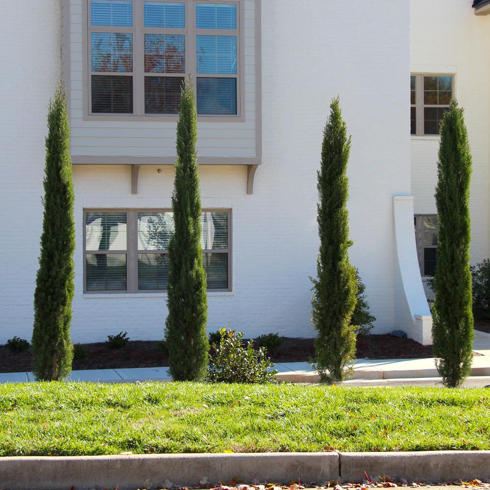 Dwarf Italian Cypress Tree 3 Dwarf Italian Cypress Tree