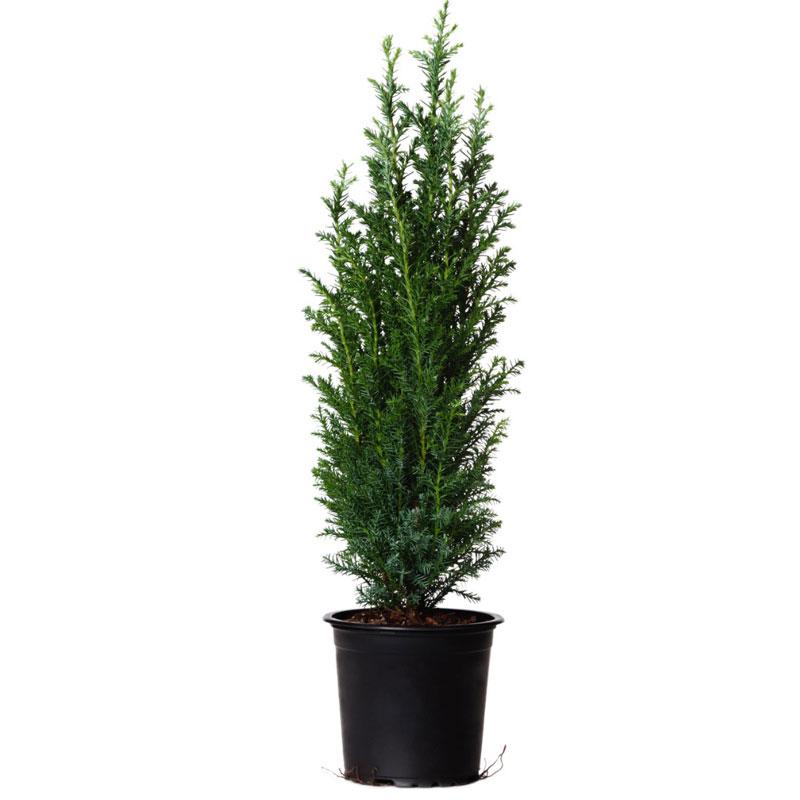 Dwarf Italian Cypress Tree 4 Dwarf Italian Cypress Tree