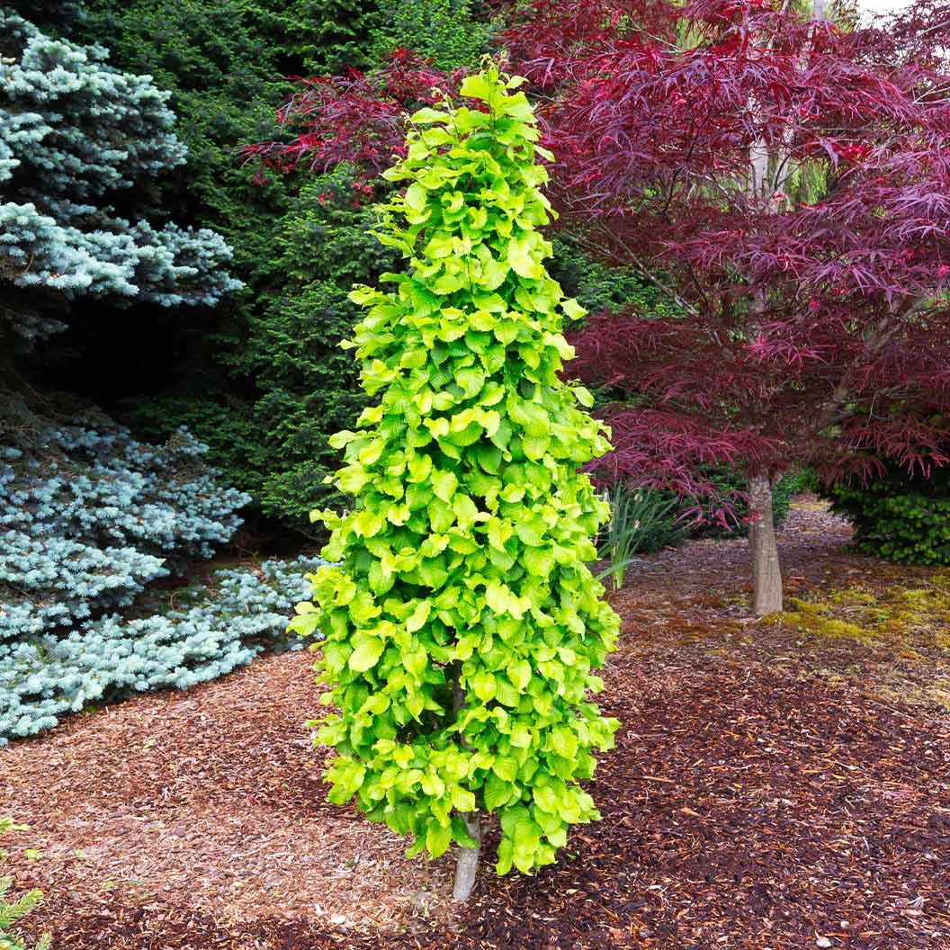 Dwarf Columnar Hornbeam Tree 2 Dwarf Columnar Hornbeam Tree