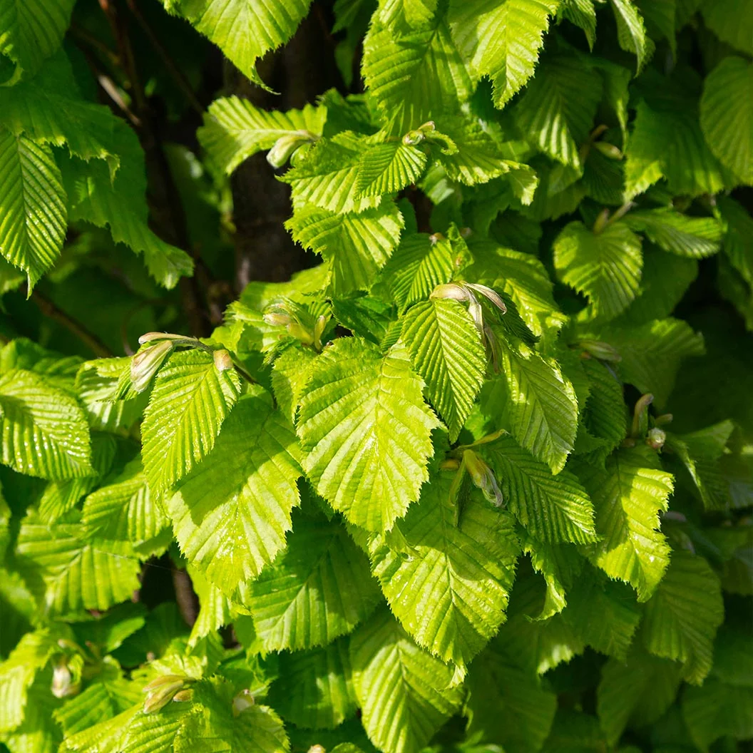 Dwarf Columnar Hornbeam Tree 3 Dwarf Columnar Hornbeam Tree