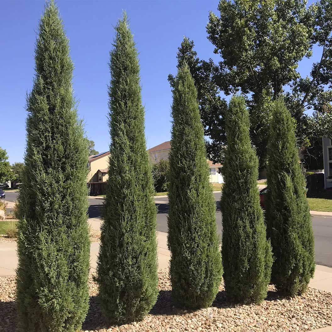 Woodward Juniper Tree 1 Woodward Juniper Tree