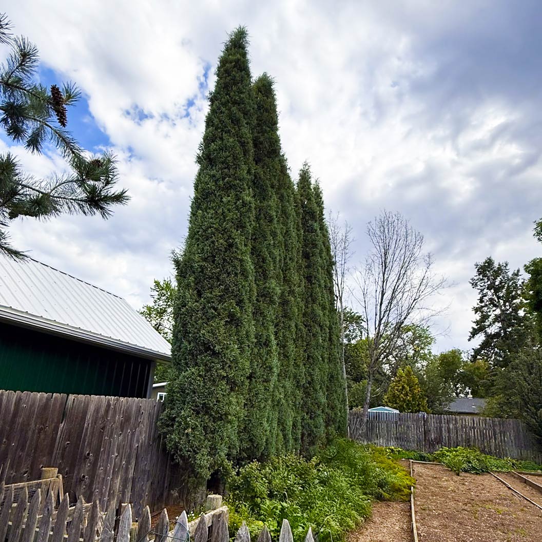 Woodward Juniper Tree 3 Woodward Juniper Tree