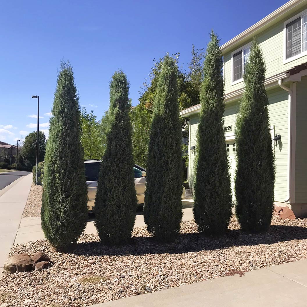 Woodward Juniper Tree 4 Woodward Juniper Tree