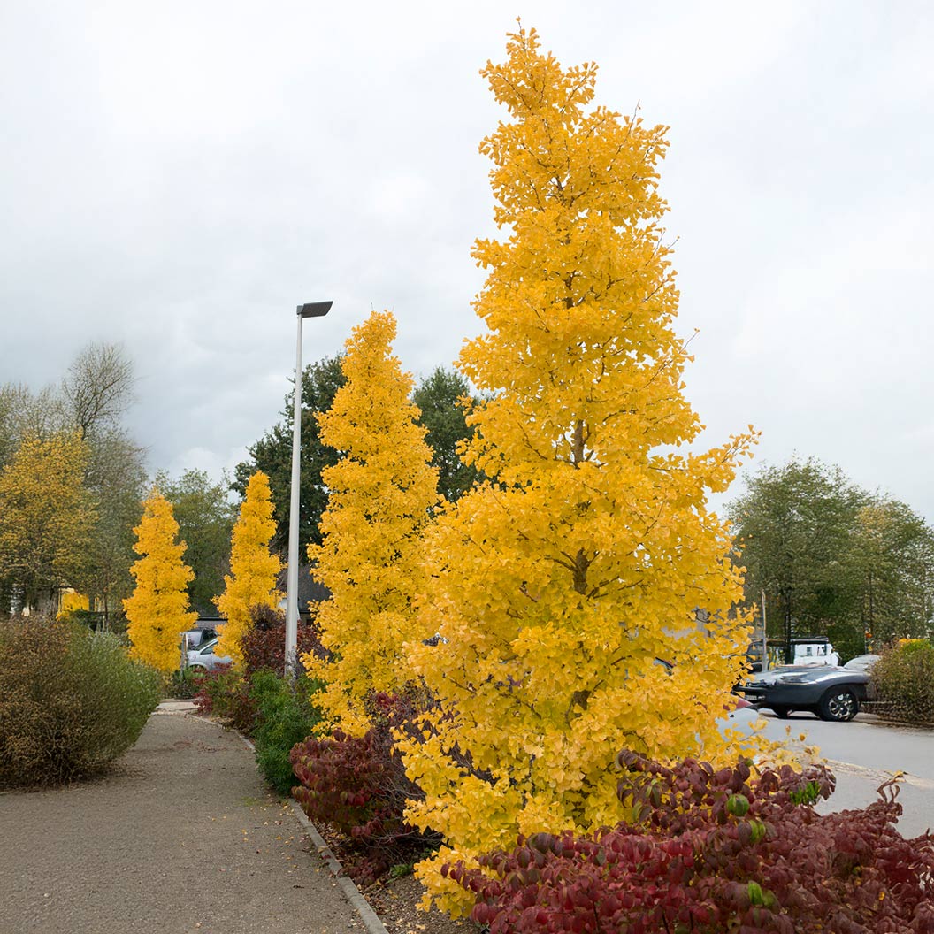 Grindstone Ginkgo Tree 1 Grindstone Ginkgo Tree