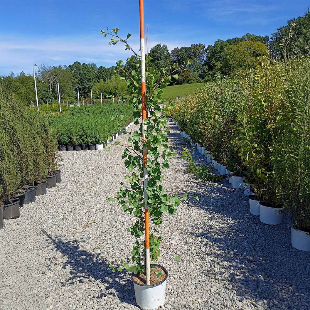 Grindstone Ginkgo Tree 3 Grindstone Ginkgo Tree