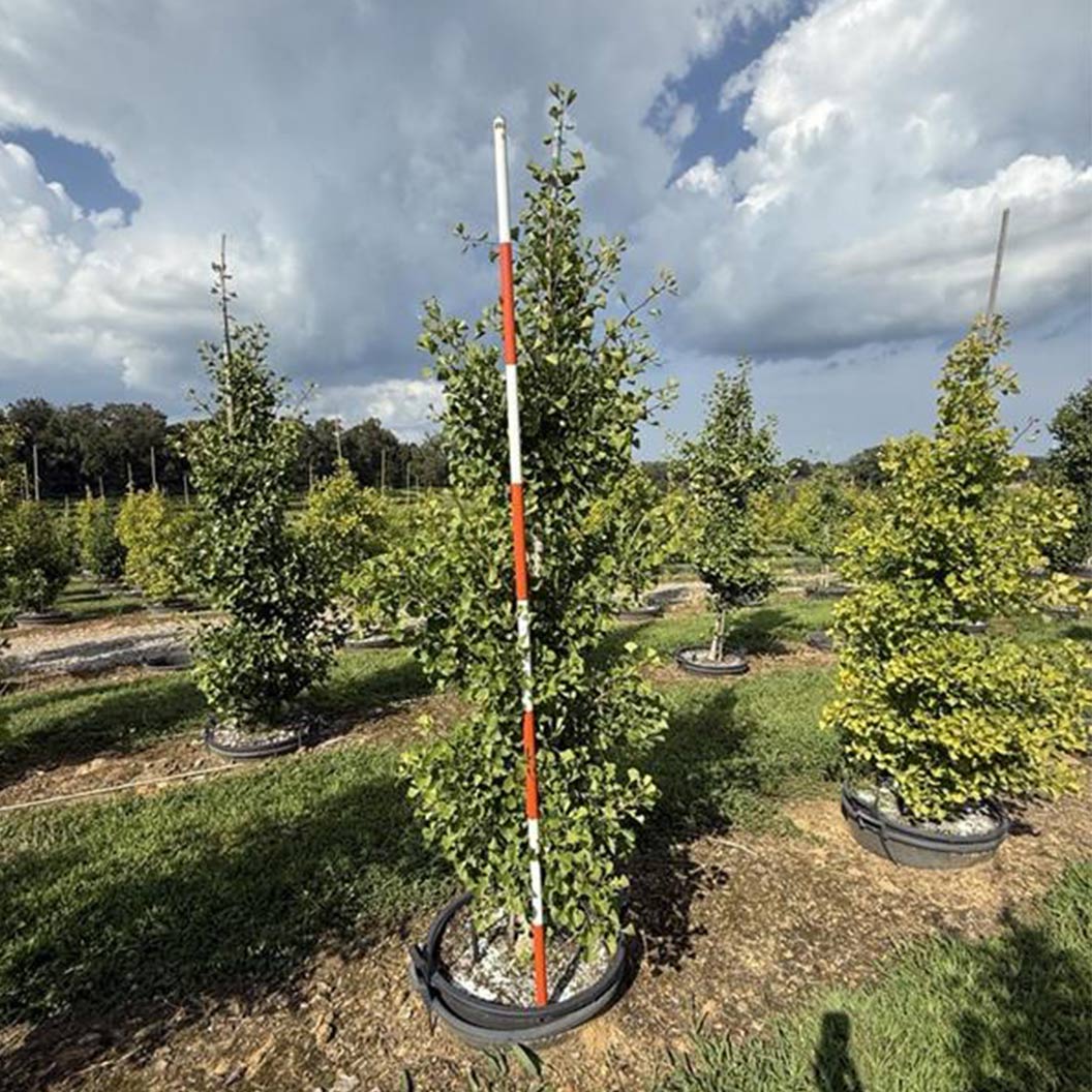 Grindstone Ginkgo Tree 4 Grindstone Ginkgo Tree