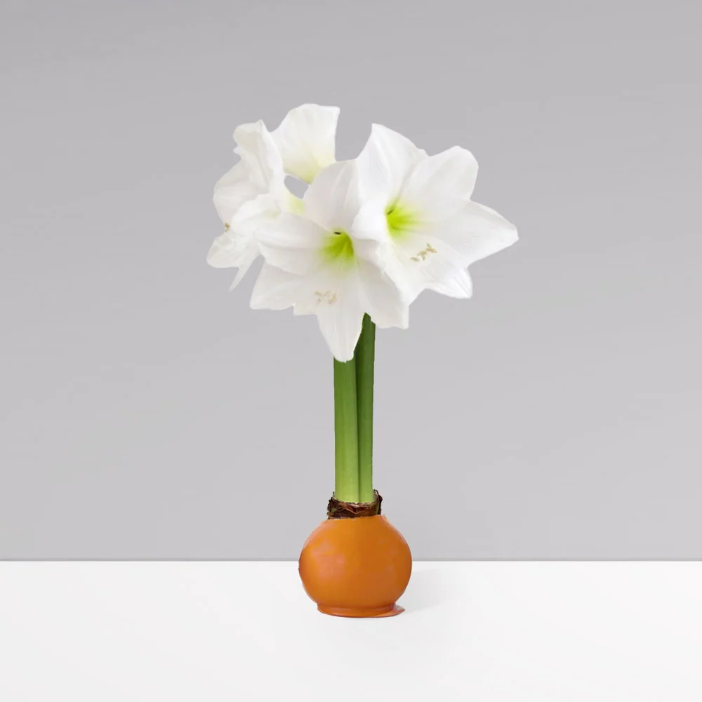 Gardenuity® Autumn Orange Wax-Dipped Amaryllis Bulb 1 Gardenuity® Autumn Orange Wax-Dipped Amaryllis Bulb