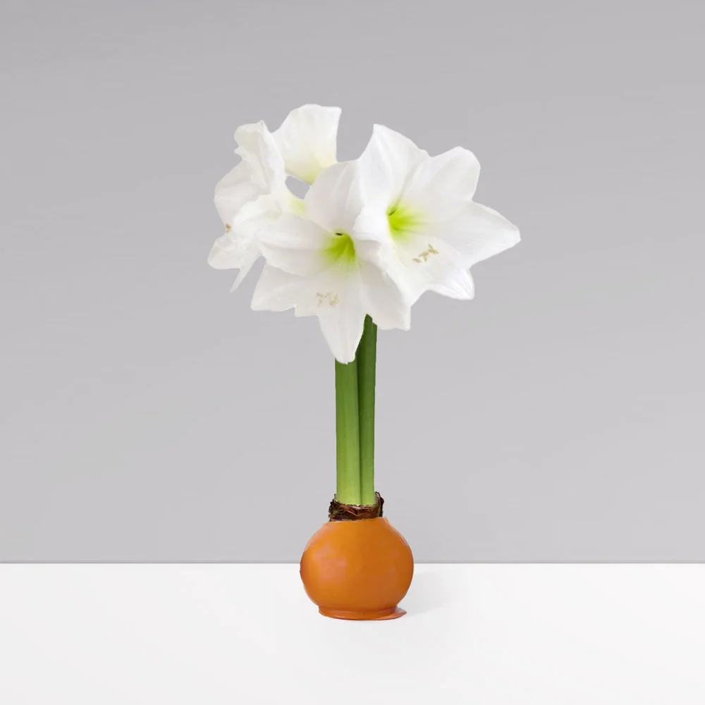 Gardenuity® Autumn Orange Wax-Dipped Amaryllis Bulb 2 Gardenuity® Autumn Orange Wax-Dipped Amaryllis Bulb