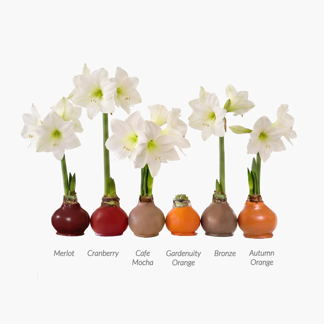 Gardenuity® Autumn Orange Wax-Dipped Amaryllis Bulb 3 Gardenuity® Autumn Orange Wax-Dipped Amaryllis Bulb