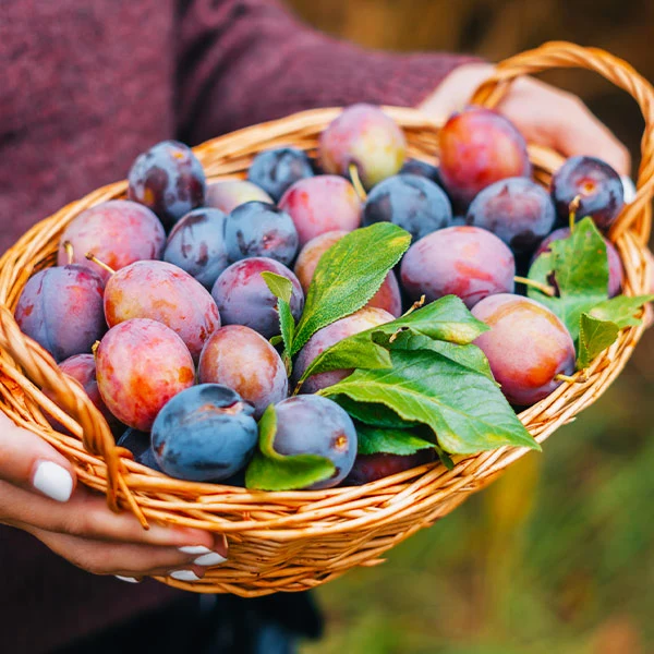 3-in-1 Plum Tree 1 3-in-1 Plum Tree