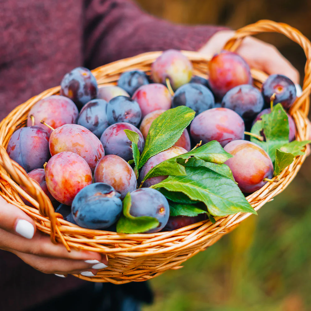 3-in-1 Plum Tree 2 3-in-1 Plum Tree