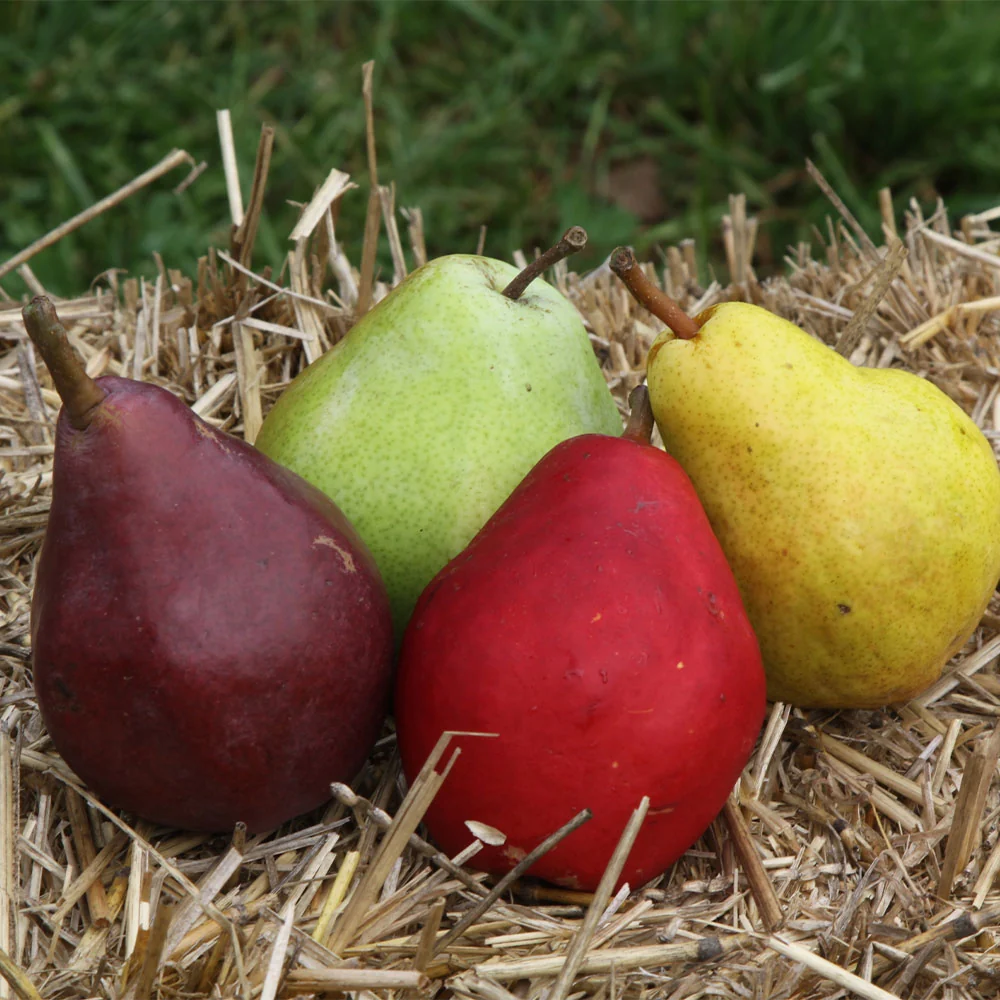 4-in-1 Pear Surprise Tree 2 4-in-1 Pear Surprise Tree