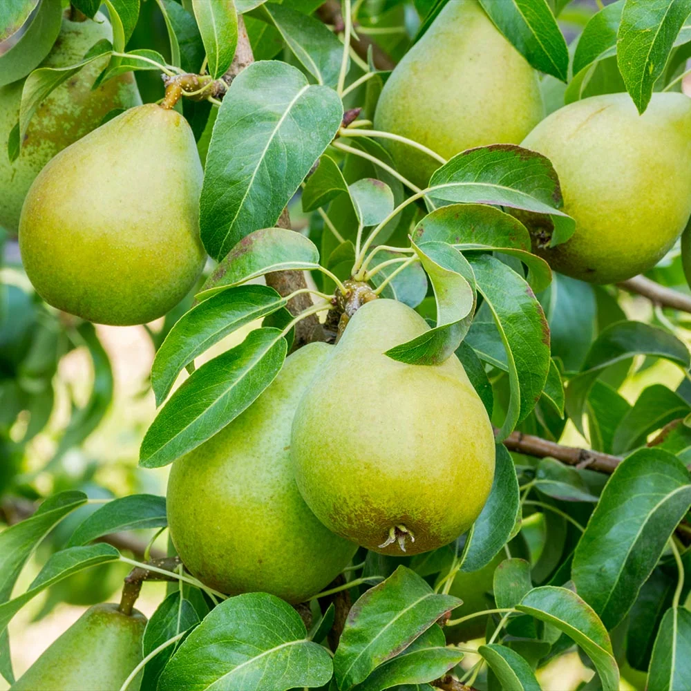 4-in-1 Pear Surprise Tree 3 4-in-1 Pear Surprise Tree