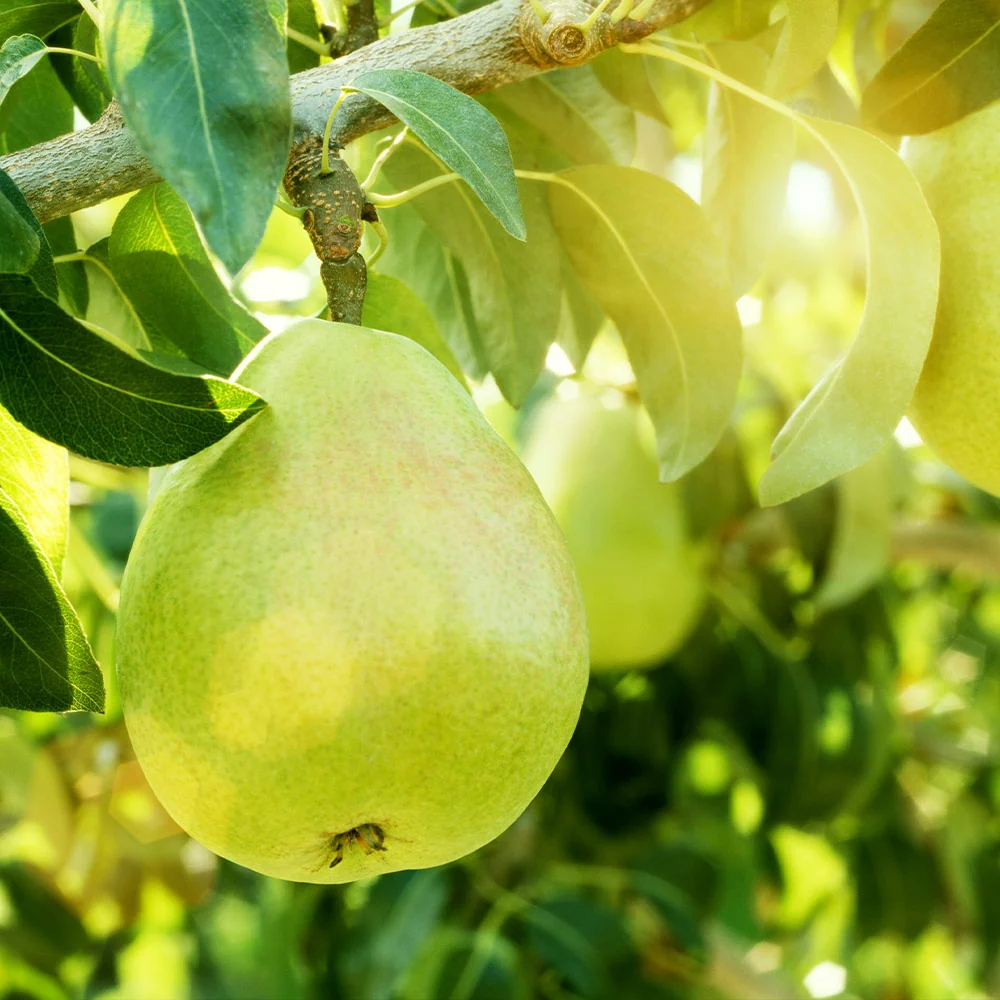 4-in-1 Pear Surprise Tree 4 4-in-1 Pear Surprise Tree