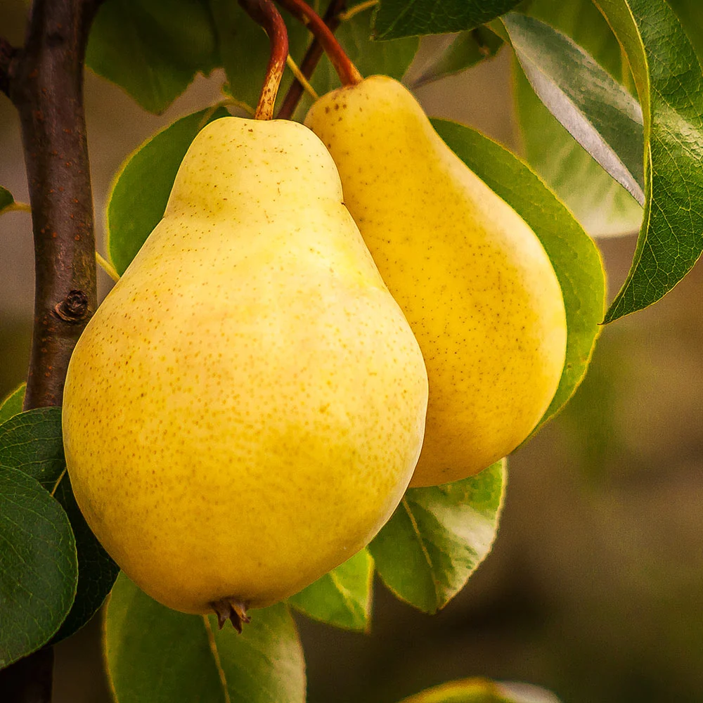 4-in-1 Pear Surprise Tree 5 4-in-1 Pear Surprise Tree