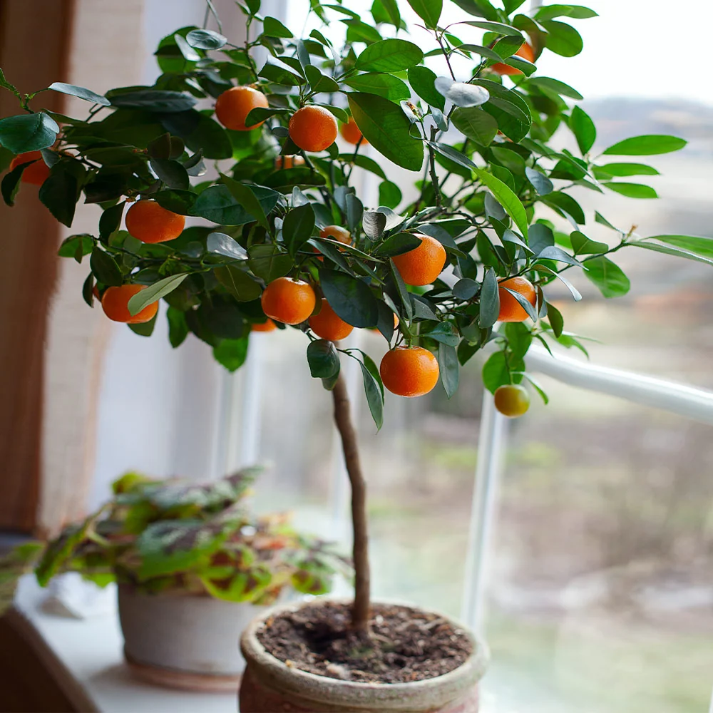 Nules Clementine Tree 3 Nules Clementine Tree