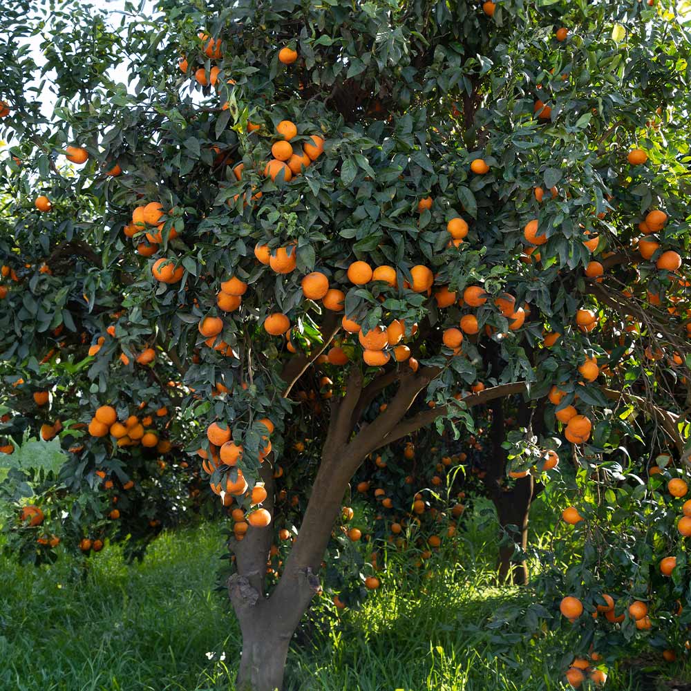 Nules Clementine Tree 4 Nules Clementine Tree