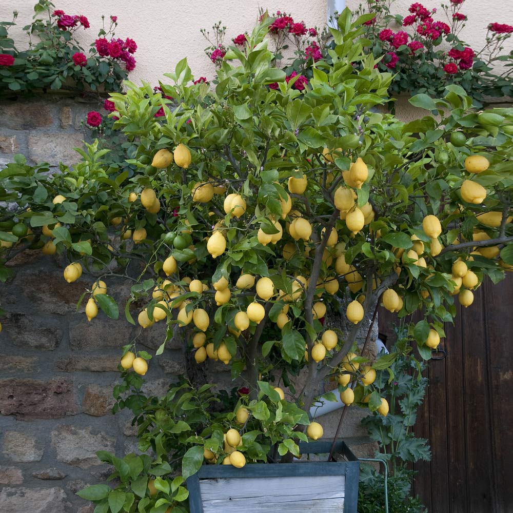 Eureka Lemon Tree 2 Eureka Lemon Tree