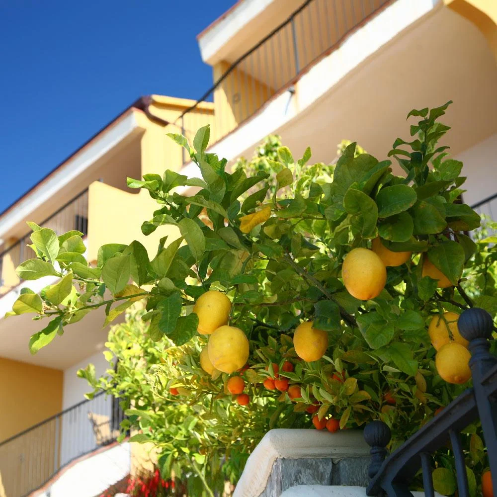 Eureka Lemon Tree 3 Eureka Lemon Tree