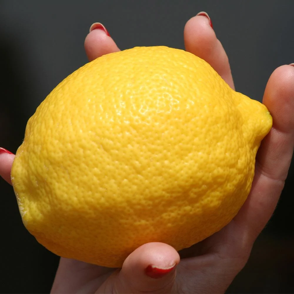 Eureka Lemon Tree 4 Eureka Lemon Tree