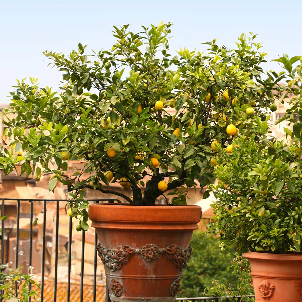 Harvey Lemon Tree 2 Harvey Lemon Tree