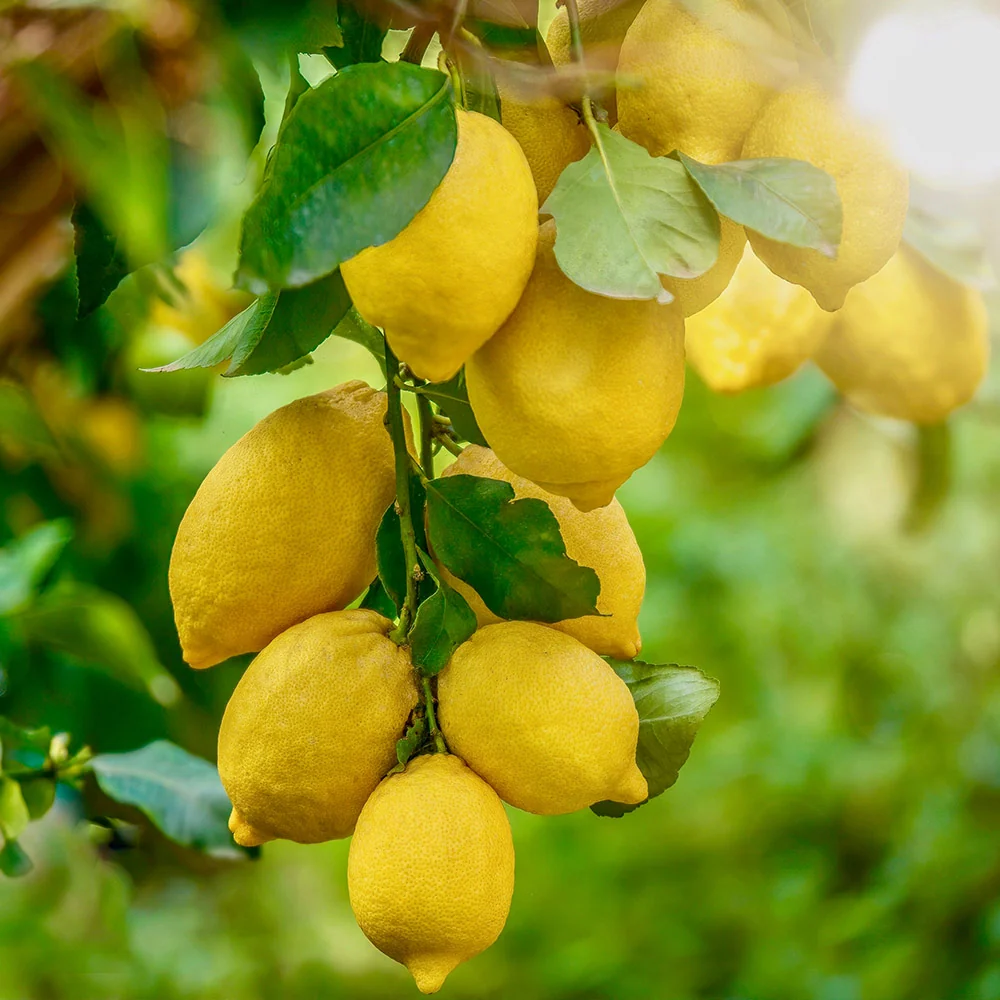Harvey Lemon Tree 5 Harvey Lemon Tree