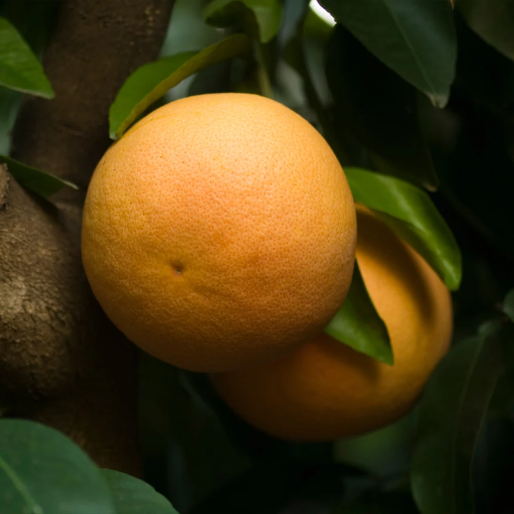Ray Ruby Grapefruit Tree 2 Ray Ruby Grapefruit Tree