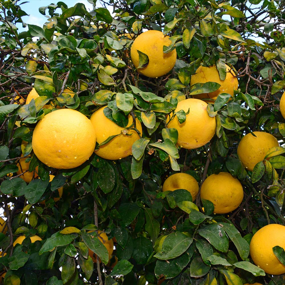 Ray Ruby Grapefruit Tree 4 Ray Ruby Grapefruit Tree
