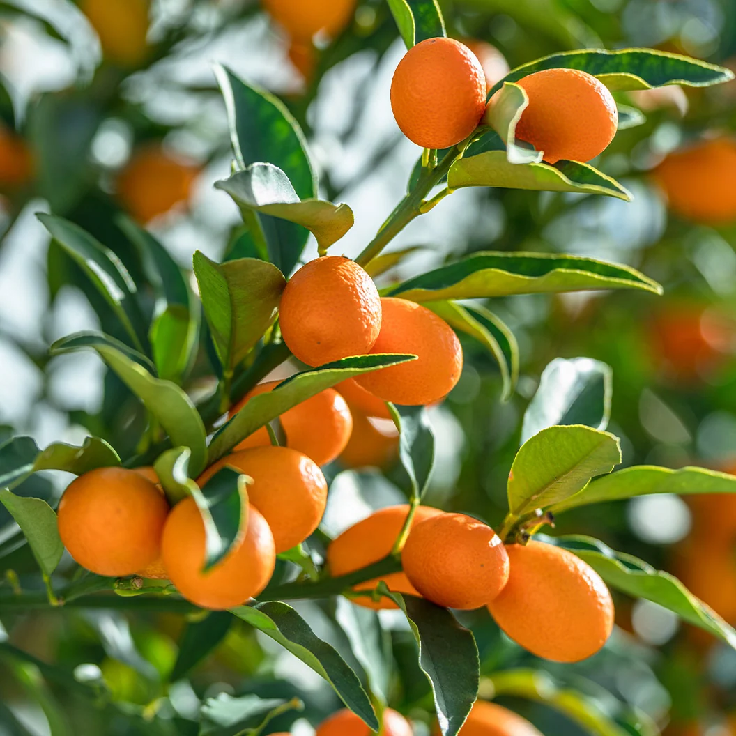 Marumi Kumquat Tree