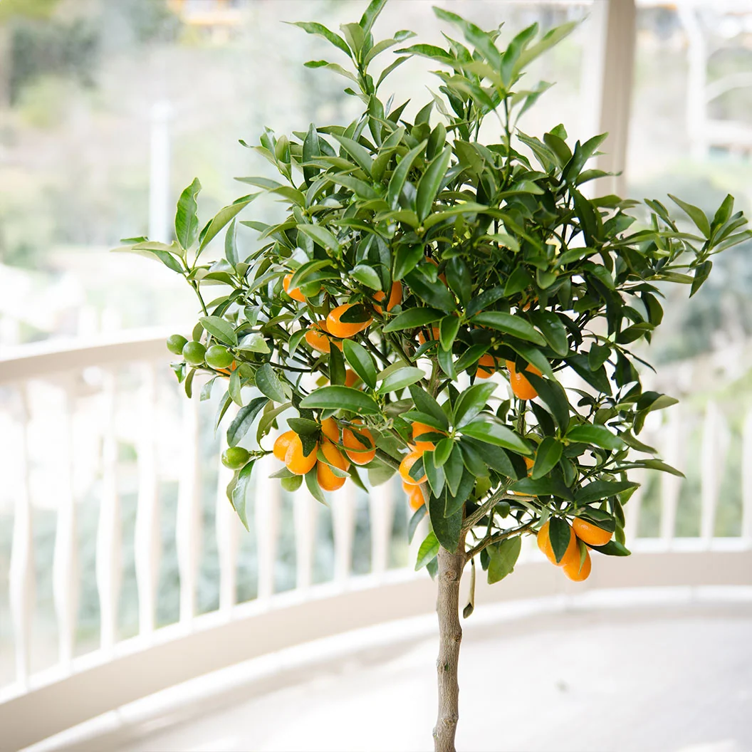 Meiwa Sweet Kumquat Tree 2 Meiwa Sweet Kumquat Tree