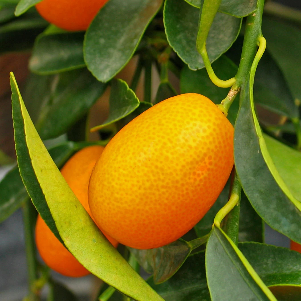 Meiwa Sweet Kumquat Tree 3 Meiwa Sweet Kumquat Tree