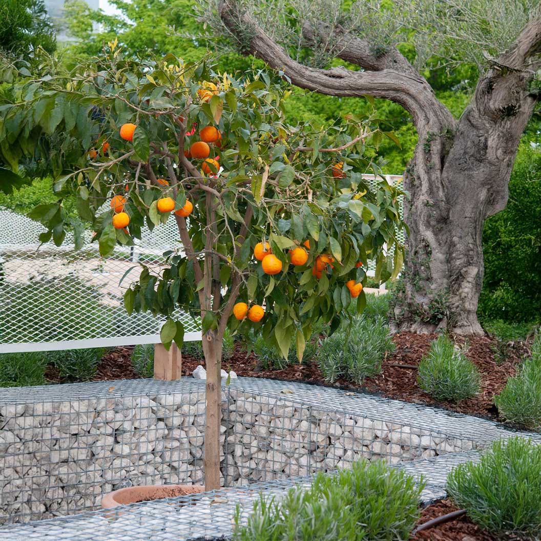 US SunDragon Citrus Tree 2 US SunDragon Citrus Tree