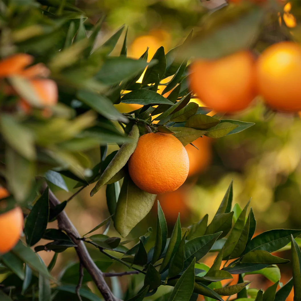 US SunDragon Citrus Tree 3 US SunDragon Citrus Tree