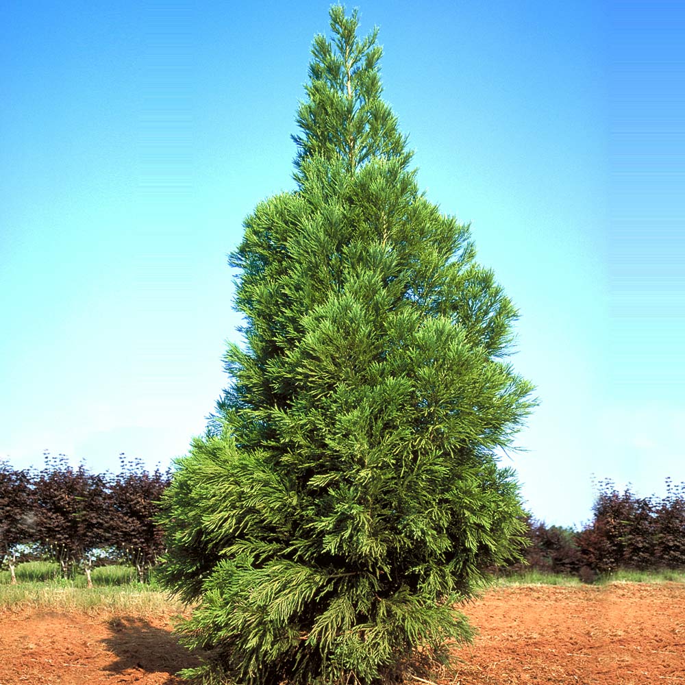 Yoshino Japanese Cedar Tree 3 Yoshino Japanese Cedar Tree