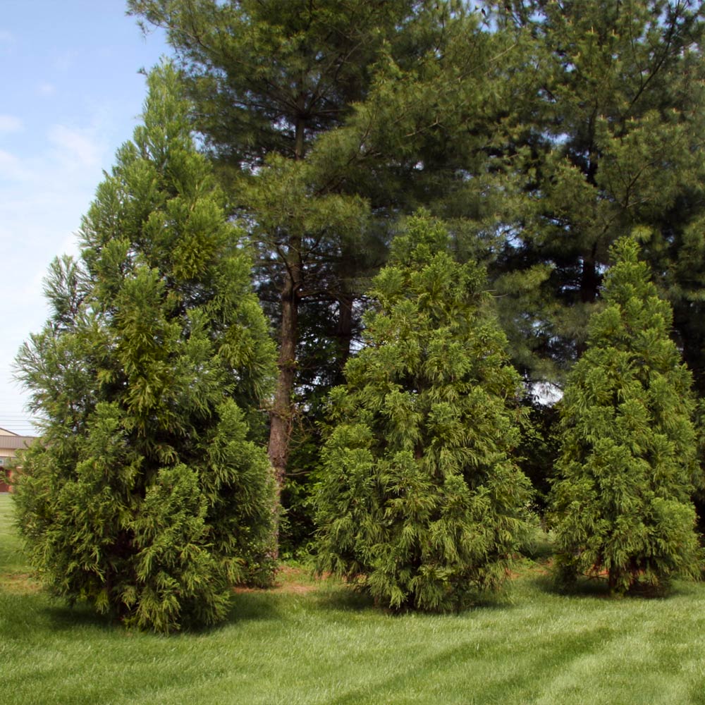 Yoshino Japanese Cedar Tree 4 Yoshino Japanese Cedar Tree
