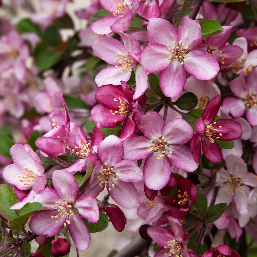 Robinson Crabapple Tree 2 Robinson Crabapple Tree