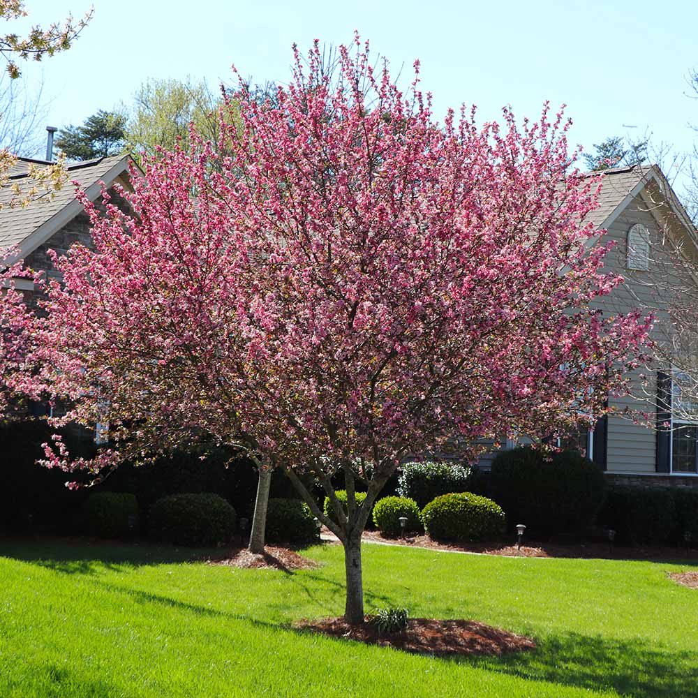 Robinson Crabapple Tree 3 Robinson Crabapple Tree