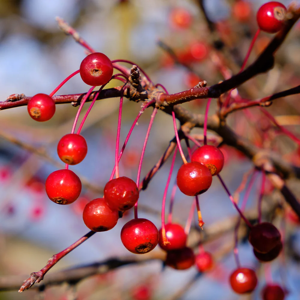 Robinson Crabapple Tree 4 Robinson Crabapple Tree