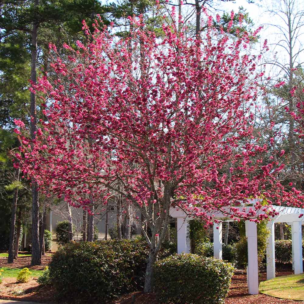 Robinson Crabapple Tree 5 Robinson Crabapple Tree