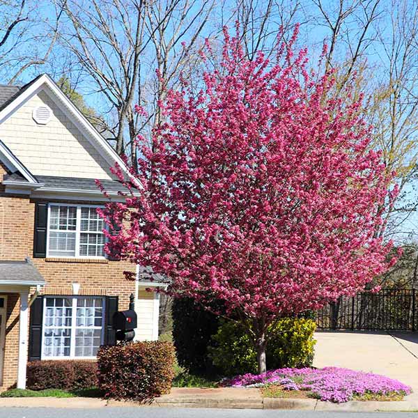 Southern Living® Profusion Crabapple Tree 1 Southern Living® Profusion Crabapple Tree