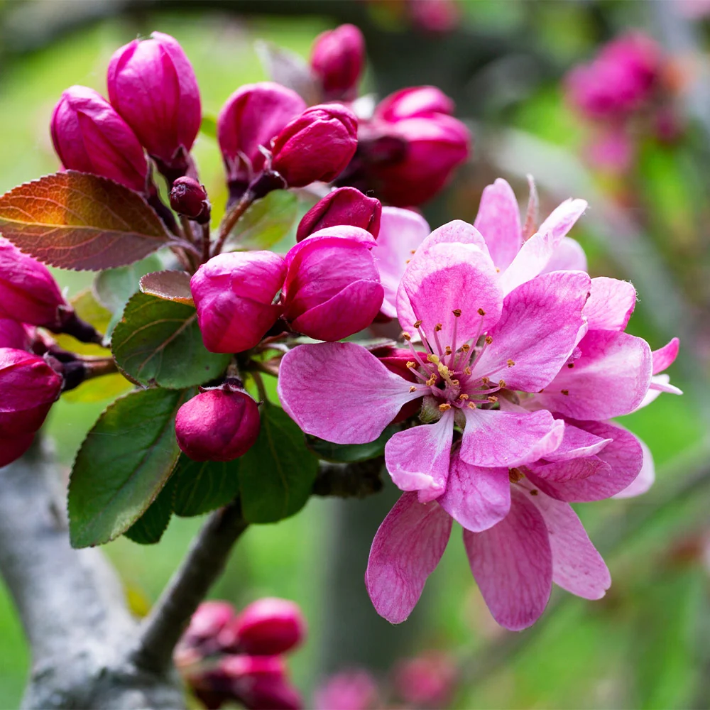 Southern Living® Profusion Crabapple Tree 3 Southern Living® Profusion Crabapple Tree