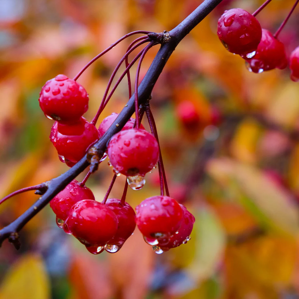 Southern Living® Profusion Crabapple Tree 4 Southern Living® Profusion Crabapple Tree