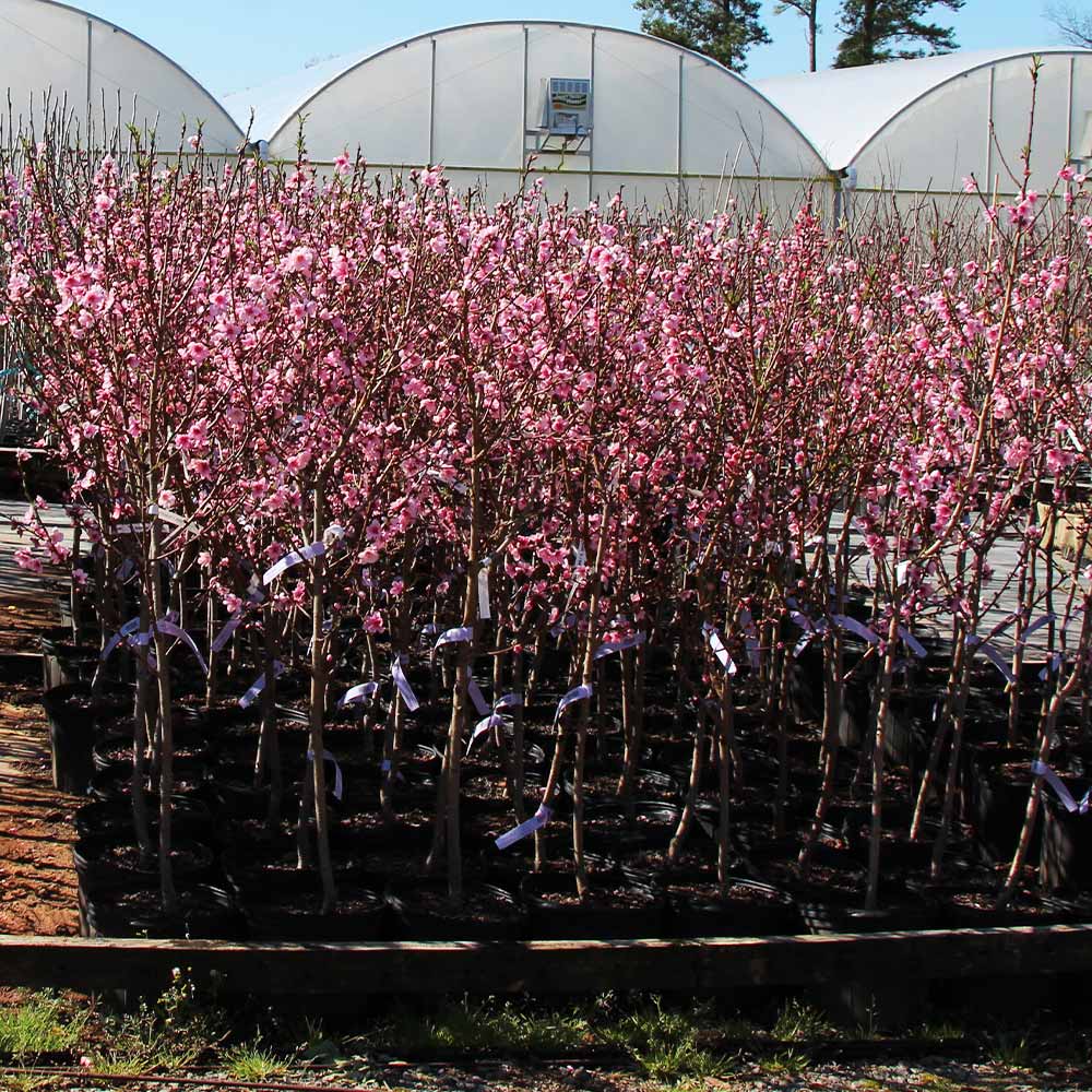 Southern Living® Profusion Crabapple Tree 5 Southern Living® Profusion Crabapple Tree