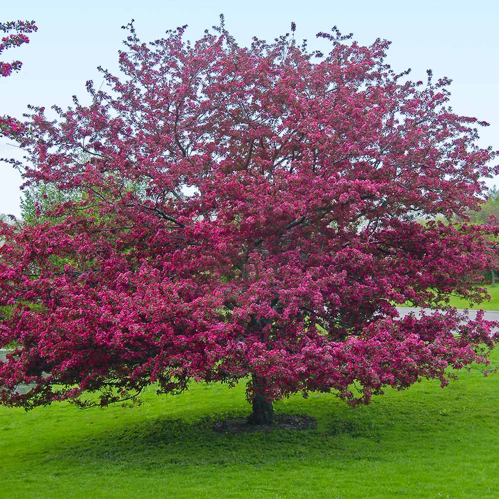 Southern Living® Profusion Crabapple Tree 6 Southern Living® Profusion Crabapple Tree